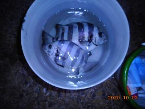 鹿島港魚釣園 釣果