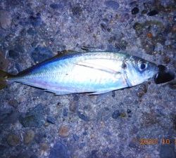 鹿島港魚釣園 釣果