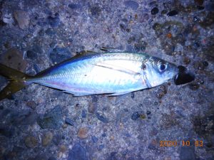 鹿島港魚釣園 釣果