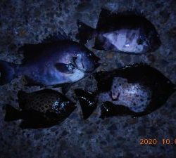 鹿島港魚釣園 釣果