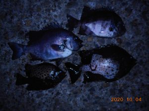 鹿島港魚釣園 釣果