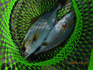 鹿島港魚釣園 釣果