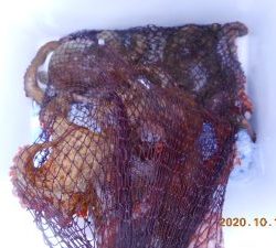 鹿島港魚釣園 釣果