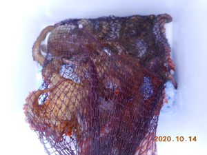 鹿島港魚釣園 釣果