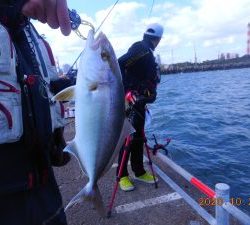 鹿島港魚釣園 釣果 茨城 鹿島港魚釣り園周辺 その他ルアー釣り チャリコ 陸っぱり 釣り 魚釣り 釣果情報サイト カンパリ