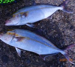 鹿島港魚釣園 釣果