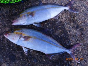 鹿島港魚釣園 釣果