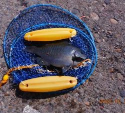 鹿島港魚釣園 釣果