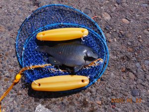 鹿島港魚釣園 釣果