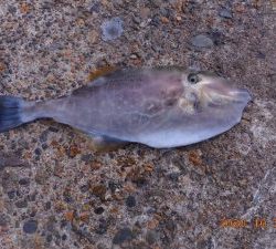 鹿島港魚釣園 釣果