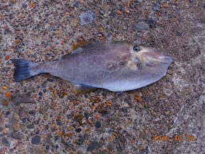 鹿島港魚釣園 釣果
