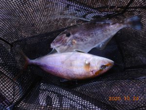 鹿島港魚釣園 釣果