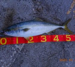 鹿島港魚釣園 釣果