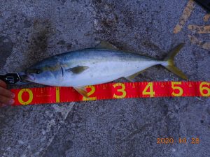 鹿島港魚釣園 釣果