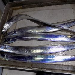 フィッシングボート空風(そらかぜ) 釣果