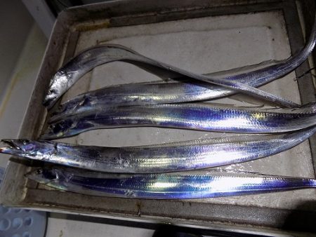 フィッシングボート空風(そらかぜ) 釣果