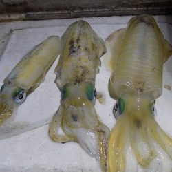 フィッシングボート空風(そらかぜ) 釣果