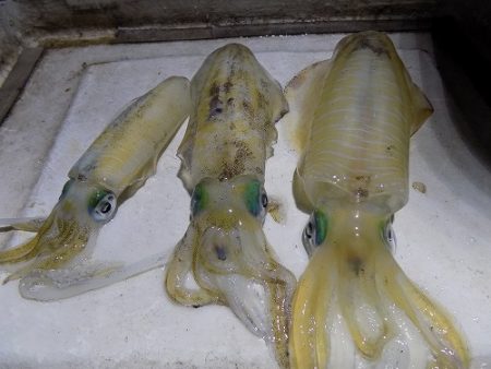 フィッシングボート空風（そらかぜ） 釣果