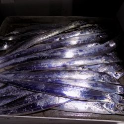 フィッシングボート空風(そらかぜ) 釣果