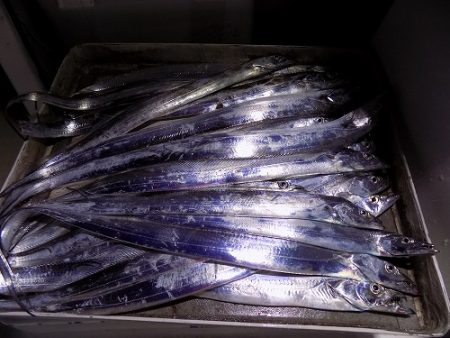 フィッシングボート空風（そらかぜ） 釣果