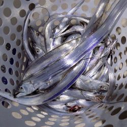 フィッシングボート空風(そらかぜ) 釣果