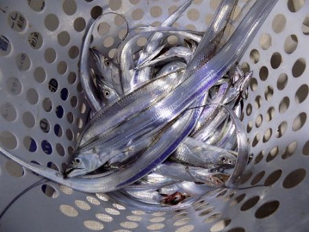 フィッシングボート空風（そらかぜ） 釣果