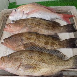 フィッシングボート空風(そらかぜ) 釣果