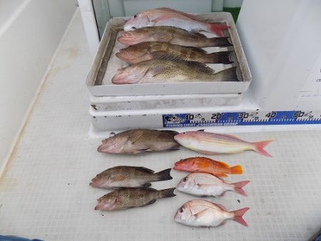 フィッシングボート空風(そらかぜ) 釣果