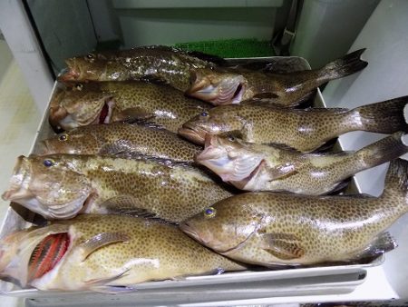 フィッシングボート空風(そらかぜ) 釣果