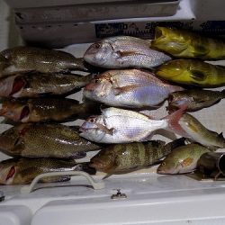 フィッシングボート空風(そらかぜ) 釣果