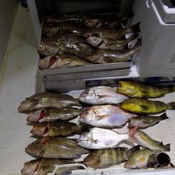 フィッシングボート空風(そらかぜ) 釣果