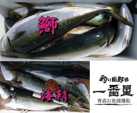 釣り船一番星 釣果