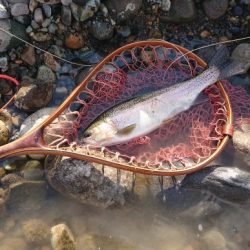 会津大川(会津非出資漁業協同組合) 釣果