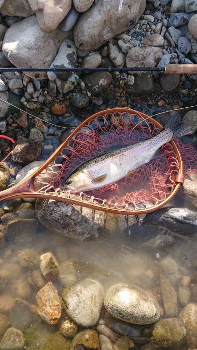 会津大川(会津非出資漁業協同組合) 釣果