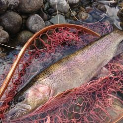 会津大川(会津非出資漁業協同組合) 釣果