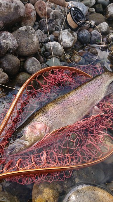 会津大川（会津非出資漁業協同組合） 釣果