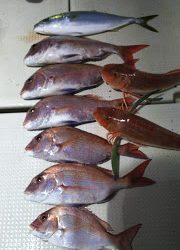釣り舟　海竜 釣果