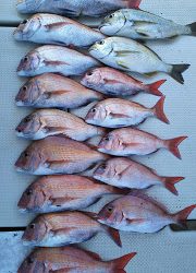 釣り舟　海竜 釣果