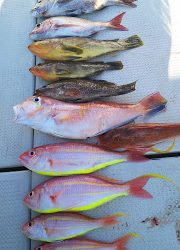 釣り舟　海竜 釣果