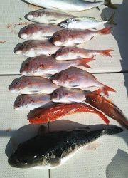 釣り舟 海竜 釣果