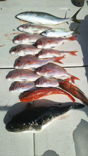 釣り舟　海竜 釣果