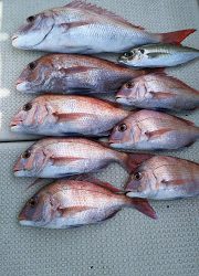 釣り舟　海竜 釣果