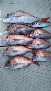 釣り舟　海竜 釣果