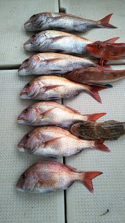 釣り舟　海竜 釣果