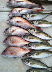 釣り舟 海竜 釣果