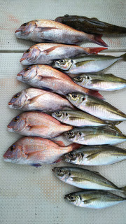 釣り舟　海竜 釣果