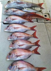 釣り舟　海竜 釣果