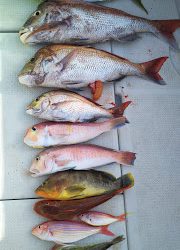 釣り舟 海竜 釣果