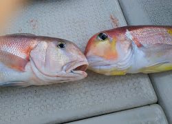 釣り舟 海竜 釣果