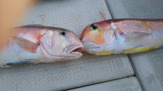 釣り舟　海竜 釣果